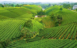 Thái Nguyên sẵn sàng cho Festival Trà quốc tế 2026
