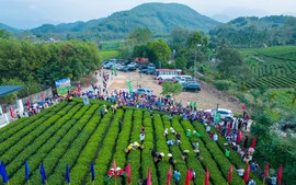 Những vùng chè lan tỏa không khí Festival Trà Quốc tế - Thái Nguyên 2026