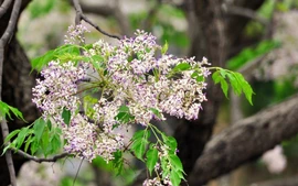 Không khí lạnh ảnh hưởng dịp Tết Bính Ngọ 2026 ra sao?