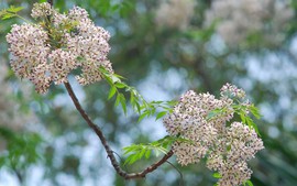 Nền nhiệt tăng dần ở Miền Bắc sau chuỗi ngày nồm ẩm