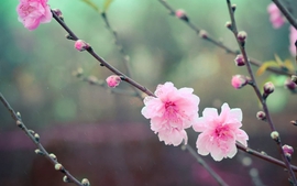 Dự báo thời tiết, không khí lạnh tăng cường trước Tết