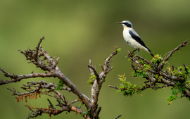 Sau xuân phân, miền Bắc còn “rét nàng Bân”?