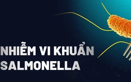 Vi khuẩn Salmonella là gì, vì sao hay có trong bánh mì?