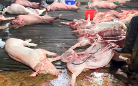 Vụ 300 tấn lợn bệnh bị tuồn ra thị trường, cơ quan quản lý nói gì?