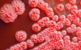 8 biện pháp phòng chống bệnh "sốt đất" theo khuyến cáo của Bộ Y tế