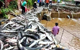 Mưa lớn làm cá hồi, cá tầm Sa Pa sặc lũ chết nổi trắng bể nuôi