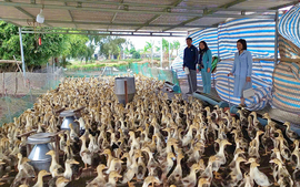 Quản trị tài chính thông minh tạo động lực phát triển chuỗi liên kết giá trị chăn nuôi vịt biển Đông Xuyên