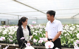 Nguồn vốn “Tam nông” giữ màu xanh trên cao nguyên đất đỏ 