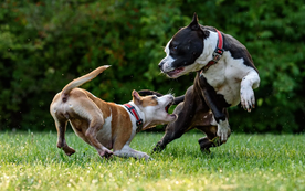 Hàn Quốc: Nuôi chó Pit Bull, Ngao phải xin giấy phép
