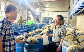 Lào Cai: Thu giữ 6,6 tấn giá đỗ ngâm ủ hóa chất độc hại