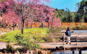 Việt Nam với các điểm săn hoa đào, hoa anh đào trong "cơn sốt" du lịch Đông Nam Á