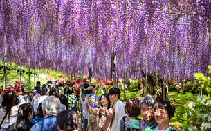 Khúc giao mùa xuân - hè hút khách “săn” hoa cuối vụ với các điểm đến tháng Năm