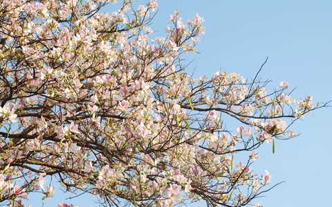 Lễ hội Hoa Ban 2023 hứa hẹn nhiều hoạt động văn hóa đặc sắc