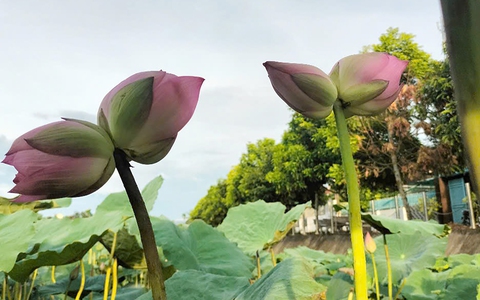 Hoa sen Tịnh Đế bách diệp hồ Tây hiếm thấy ở đầm sen Kim Liên