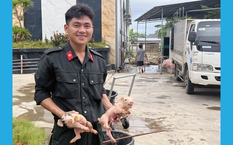 Chạy đua trong đêm lũ cứu đàn lợn 21 con vừa chào đời
