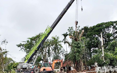Dùng cần cẩu 100 tấn "giải cứu" cây đa trăm năm tuổi bị bão quật ngã tại Nghệ An