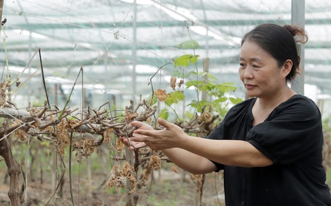 Xót xa trước hàng ngàn cây nho chết khô bên bờ sông Lam
