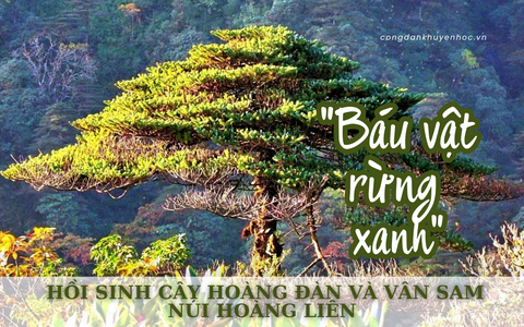 "Báu vật rừng xanh" - Hồi sinh cây Hoàng đàn và Vân sam núi Hoàng Liên