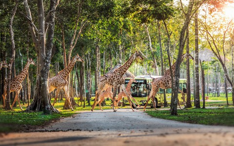 Những hành khách đặc biệt, bay chuyên cơ tới Safari giữ kỷ lục kép của Vinpearl giờ ra sao?