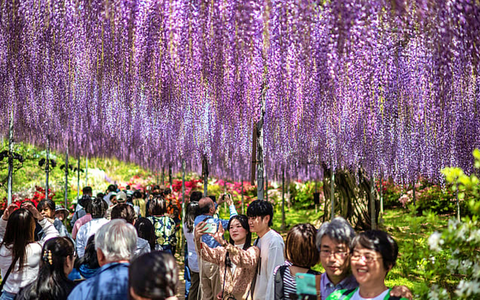 Khúc giao mùa xuân - hè hút khách “săn” hoa cuối vụ với các điểm đến tháng Năm