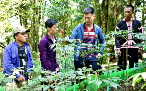 Lai Châu phát triển nông nghiệp hàng hoá kinh tế xanh, ưu tiên đột phá sâm dược liệu