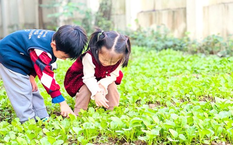 Thịt lợn bệnh vào trường học - bữa ăn thành "bữa lo"