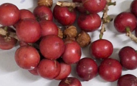 Cảnh báo nguy cơ ngộ độc từ quả rừng sau vụ việc tại Lai Châu