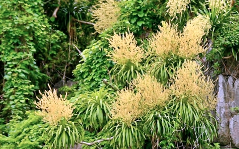 Mùa hoa phất dụ nở rộ trên vịnh Hạ Long