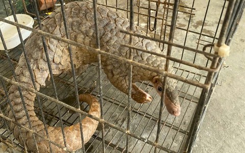 Cảnh sát cơ động Nghệ An phát hiện cá thể tê tê quý hiếm trên đường dân sinh