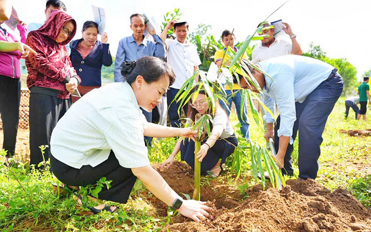 Trường Đại học Đông Á hướng dẫn kỹ thuật trồng tre ngọt, lục trúc, mở hướng sinh kế cho nông dân Tam Mỹ