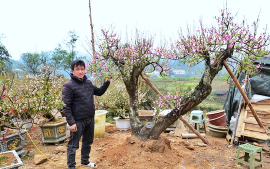 Đào núi Sa Pa xuống phố đón Tết