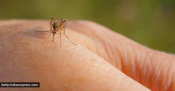 Các nhà khoa học thấy rằng một số người sẽ tạo ra những loại hóa chất nhất định gắn với mùi mà muỗi thấy hấp dẫn.